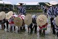 伊雑宮御田植祭